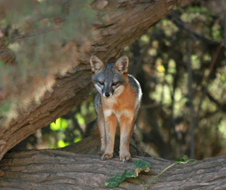 A beautiful gray fox perches calmly on a leafy tree branch, creating a peaceful scene in nature.