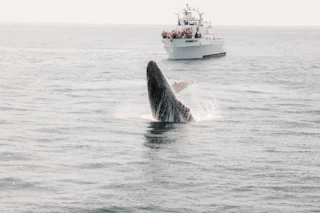 A majestic whale leaps from the ocean near a tour boat, delighting passengers who capture the unforgettable moment.