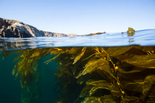 channel islands national marine sanctuary