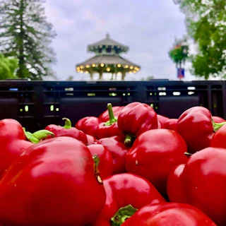 Vibrant red bell peppers fill a crate, with a charming gazebo and lush trees in the softly blurred background on an overcast day.