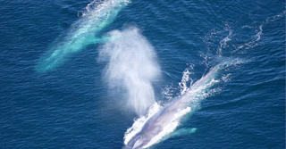 Two majestic blue whales glide by the ocean surface, one creating a beautiful spout of misty water in the fresh sea air.