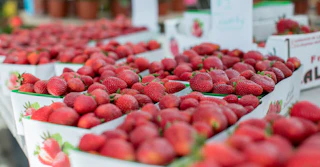Vibrant baskets brimming with ripe, fresh strawberries at a lively market stand, inviting visitors to savor local flavors.